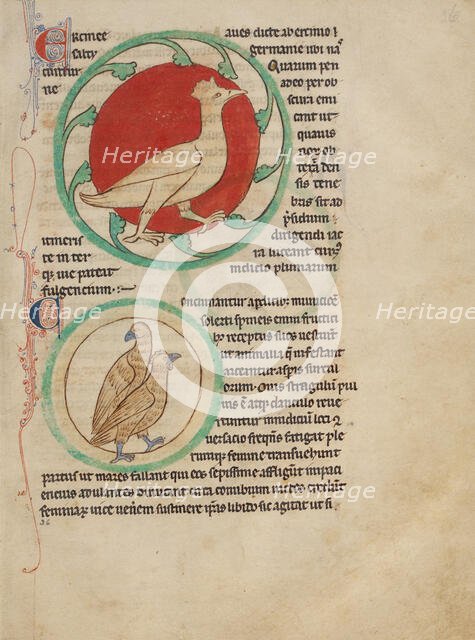 A Hercinia; Partridges; Northumberland Bestiary, about 1250-1260. Creator: Unknown.