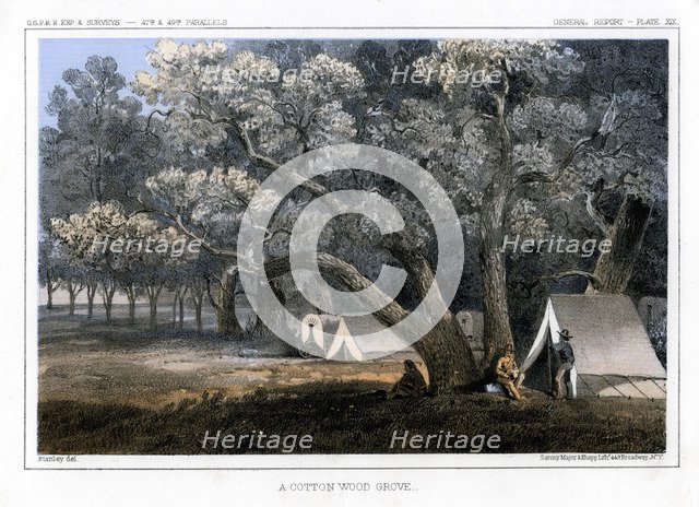 'A Cotton Wood Grove', 1856. Artist: John Mix Stanley