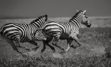 Galloping Zebras. Creator: Viet Chu.