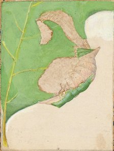 Oak Leaf Edge Caterpillar..., early 20th century. Creator: Gerald H. Thayer.