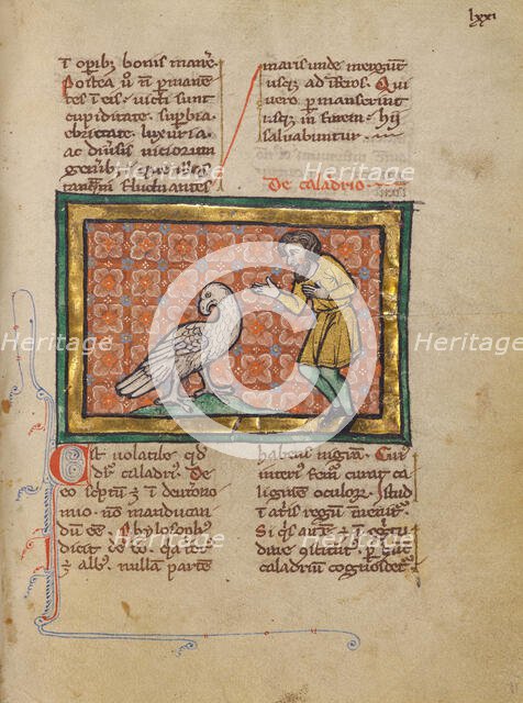 A Caladrius Bird; Bestiary, about 1270. Creator: Unknown.