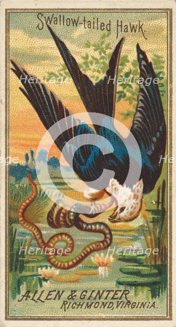 Swallow-tailed Hawk, from the Birds of America series (N4) for Allen & Ginter Cigarettes B..., 1888. Creator: Allen & Ginter.
