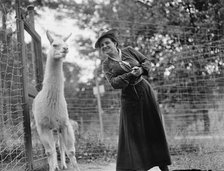 Mrs. Franklin Adams, nee Harriet Chalmers, at Zoo with Llama, 1912. Creator: Harris & Ewing.