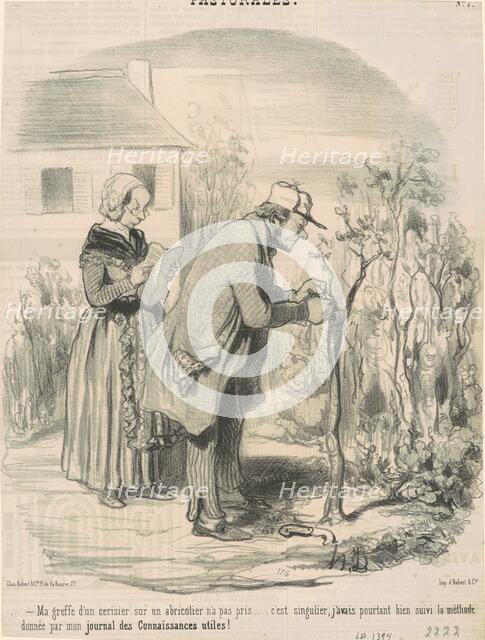 Ma greffe d'un cerisier sur un abricotier n'a pas pris ..., 19th century. Creator: Honore Daumier.