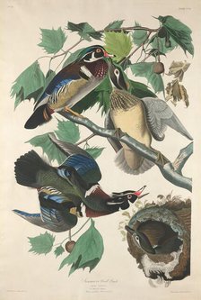 Summer or Wood Duck, 1834. Creator: Robert Havell.