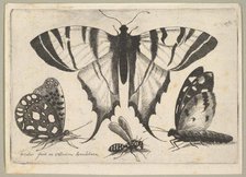 Three Butterflies and a Wasp, 1646. Creator: Wenceslaus Hollar.
