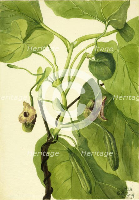 Dutchman's Pipe, 1934. Creator: Mary Vaux Walcott.