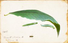 Unspotted Beach Leaf Edge Caterpillar..., late 19th-early 20th century. Creator: Emma Beach Thayer.