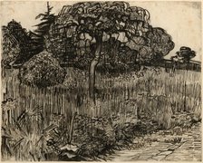 Weeping Tree, 1889. Creator: Vincent van Gogh.