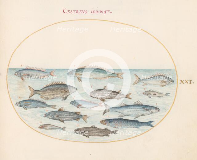 Animalia Aqvatilia et Cochiliata (Aqva): Plate XXI, c. 1575/1580. Creator: Joris Hoefnagel.