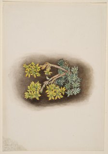 Yellow Stonecrop (Sedum stenopetalum), 1922. Creator: Mary Vaux Walcott.