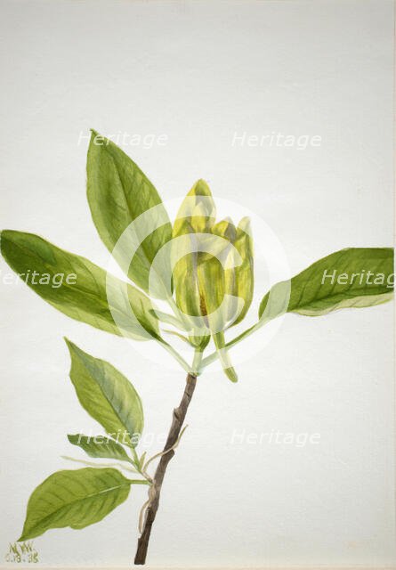 Cucumber Tree (Magnolia scuminata), 1938. Creator: Mary Vaux Walcott.