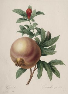 Choix des plus belles fleurs...plus beaux fruits: Grenade, 1827. Creator: Henry Joseph Redouté (French, 1766-1853).