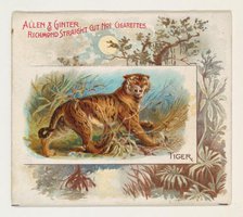 Tiger, from Quadrupeds series (N41) for Allen & Ginter Cigarettes, 1890. Creator: Allen & Ginter.