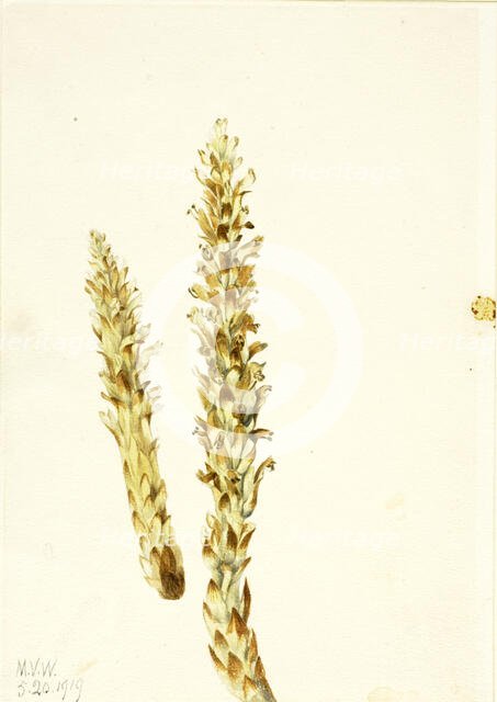Squawroot (Conopholis americana), 1919. Creator: Mary Vaux Walcott.