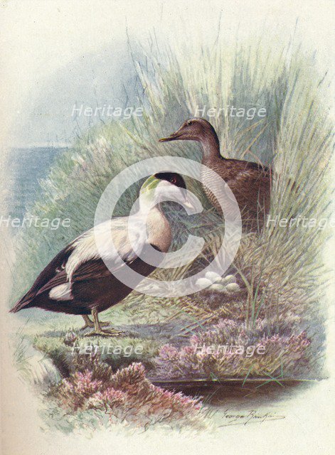 'Eider-Duck - Somate'ria mollis'sima', c1910, (1910). Artist: George James Rankin.