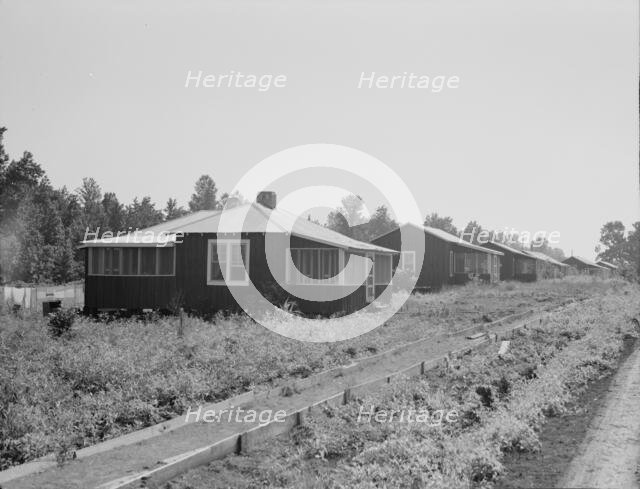 Cabins at the Delta cooperative farms, Hillhouse, Mississippi, 1937. Creator: Dorothea Lange.