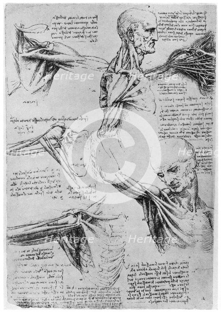 Study of shoulder joints, 1510-1511 (1954). Artist: Leonardo da Vinci