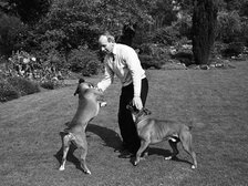 John Surtees playing with his pet dogs at home 1966. Creator: Unknown.