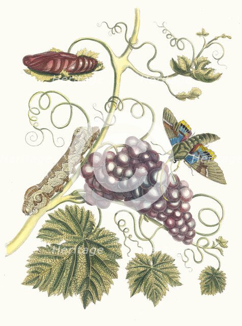 Vigne d'Amerique. From the Book Metamorphosis insectorum Surinamensium, 1705. Creator: Merian, Maria Sibylla (1647-1717).