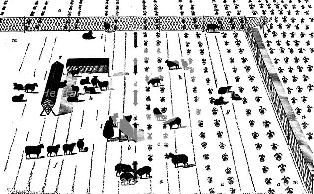 Crop rotation: sheep on a break of turnips, 1855. Artist: Unknown