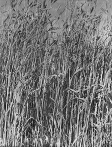 Wheat in Oklahoma, 1938. Creator: Dorothea Lange.