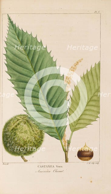 From "Histoire des Arbes Forestiers de l'Amérique Septentrionale" by François André..., 1810-1811. Creator: Bessa, Pancrace (1772-1846).