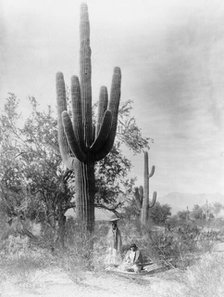 Gathering saguaro fruit, 1907, c1907. Creator: Edward Sheriff Curtis.