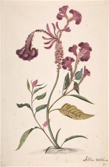 Study of a Hanekam (Celosia argentea), n.d.. Creator: Alida Withoos.