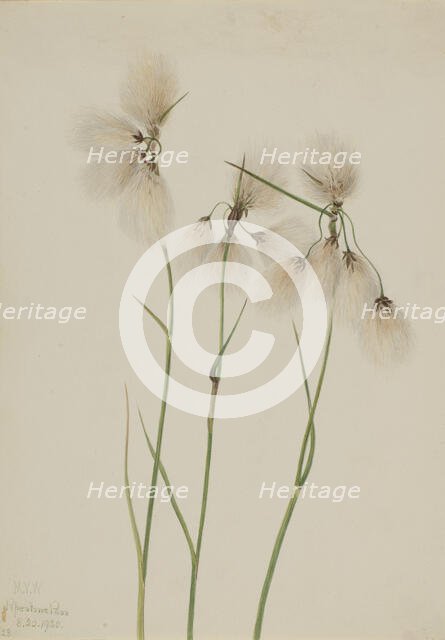 Tassel Cottongrass (Eriophorum angustifolium), 1920. Creator: Mary Vaux Walcott.