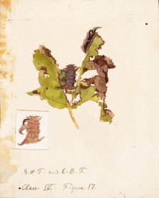 Crumpled Leaf Caterpillar..., late 19th-early 20th century. Creator: Emma Beach Thayer.