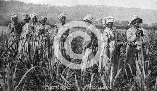 Women tending young sugar canes in Jamaica, 1922. Artist: Unknown