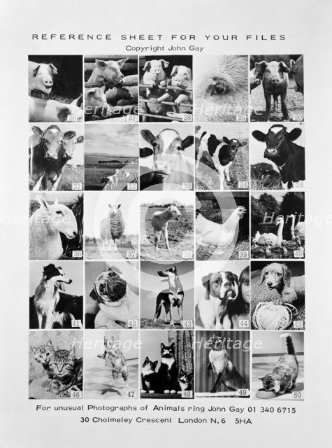 Animal montage, 1970. Artist: John Gay.