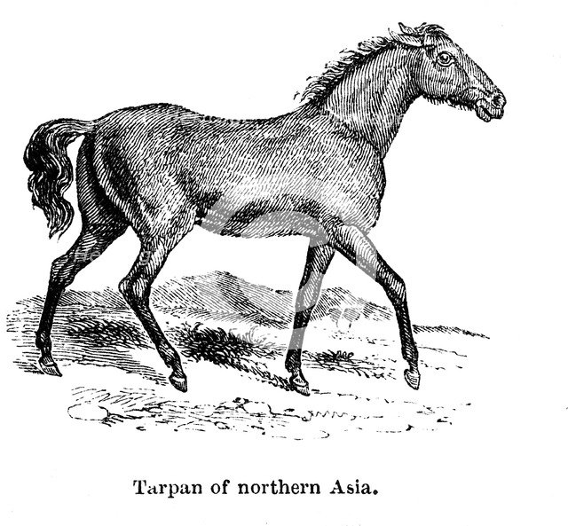 Tarpan, 1850. Artist: Unknown