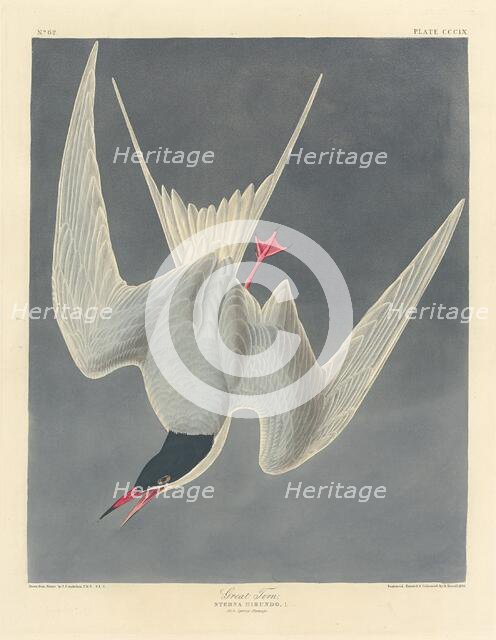 Great Tern, 1836. Creator: Robert Havell.