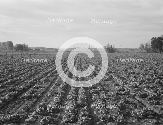 Lettuce field near Ontario, Malheur County, Oregon, 1939. Creator: Dorothea Lange.