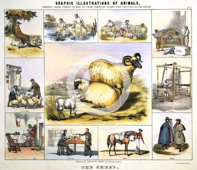 'The Sheep', c1850. Artist: Day & Haghe