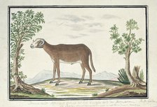 Cape ram, 1777-1786. Creator: Robert Jacob Gordon.