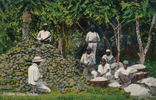 'Breaking Cocoa, Trinidad', early 20th century. Creator: Unknown.