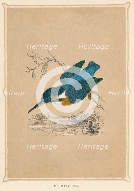'Kingfisher', (Alcedines), c1850, (1856). Artist: Unknown.