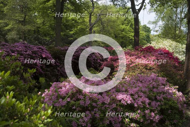 Isabella Plantation, Richmond Park, Richmond, Surrey, England, UK, 14/5/10.  Creator: Ethel Davies.