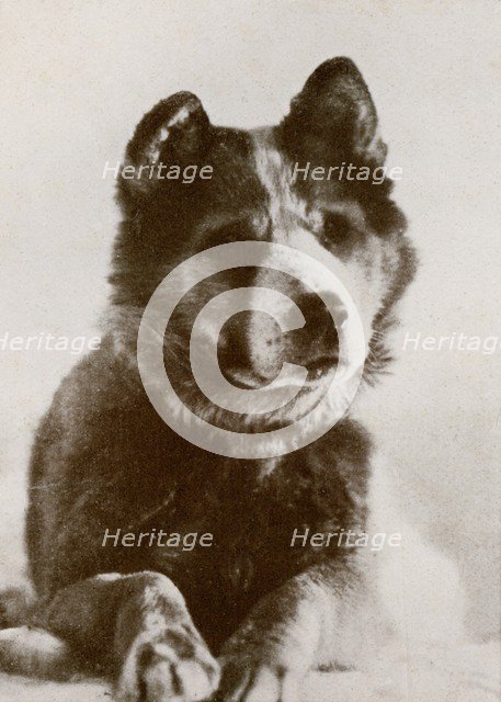 ''Vaida', c1910–1913, (1913).  Artist: Herbert Ponting.