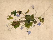 Collection of blue flowers and ivy leaves. Creator: Unknown.