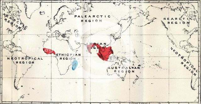'Lemuroidea -  III. Map, Showing the distribution of the Family Chiromyidae and of the Sub-families  Artist: Unknown.