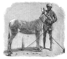 Agricultural Exhibition at Roorkee, North-West Provinces of India: wild ass, 1864. Creator: Unknown.