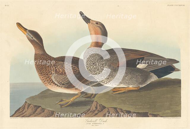 Gadwall Duck, 1836. Creator: Robert Havell.