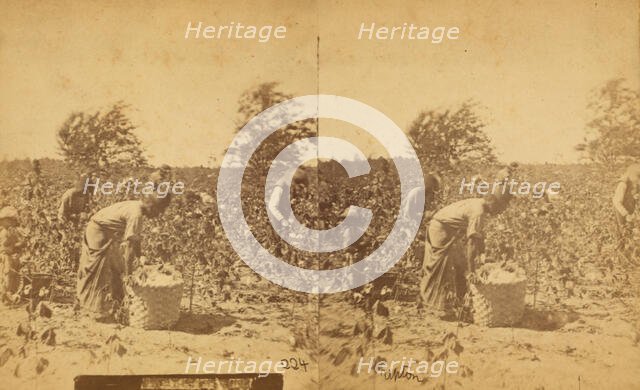 Picking cotton, c1850-c1930. Creator: Unknown.