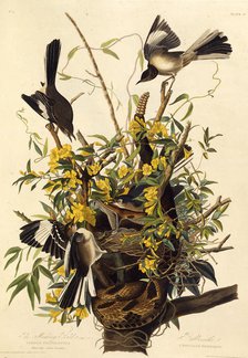 The northern mockingbird. From "The Birds of America", 1827-1838. Creator: Audubon, John James (1785-1851).
