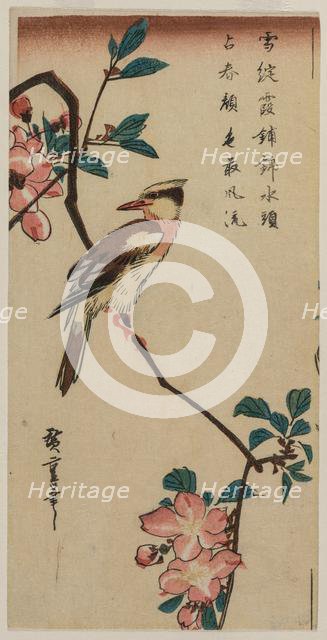 Korean Nightingale on Cherry Branch, early or mid 1830s. Creator: Ando Hiroshige (Japanese, 1797-1858).