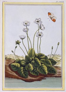 Chiendent de Parnasse (Grass of Parnassus),  pub. 1776. Creator: Pierre Joseph Buchoz (1731-1807).